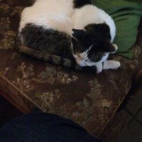 Couldn't sit on my actual seat at first cause I didn't want to wake the catto?Grabbed another chair instead :) at Cafe Schnurrke in Cologne