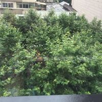 Can't even see the street below because view is above the trees. Quite nice! at XiangJi Ge Vegetarian in Shanghai