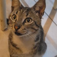the café kitty😍 at Dawn on the Amazon Cafe in Iquitos