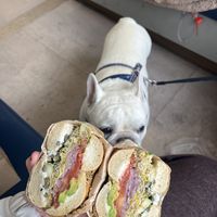 Everything bagel with vegan cream cheese, tomato, sprouts, capers, avocado, red onion, cucumber   at Good Bagels Cafe in Anacortes
