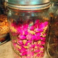 Rose tea at the Cafe & Juice Bar. at Juice Bar at the Harmony Hotel in Nosara