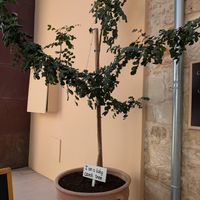  at Carob King-Black Gold(Εργαστήριο χαρουπιού) in Pafos