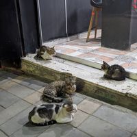  at Sushi Tatsumi in Blida