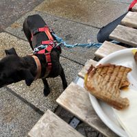 Grilled cheese sandwich at this fun, dog friendly place   at Café Schwestis in Sachsen