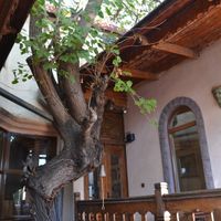 Tree growing inside the stairway! at Lusik Aguletsi House-Museum and Art Cafe in Yerevan