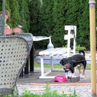 pets too are served at the restaurant at Loving Hut Pension in St Kanzian