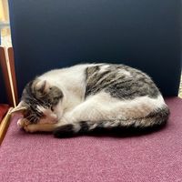 Diego the cat  at Centre for Alternative Technology Cafe in Machynlleth