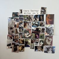 Cute animal pics  at Cherry Darlings Bakehouse in Adelaide