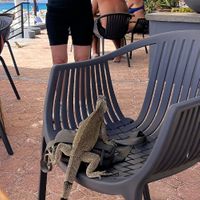 Lots of wildlife!  at Matthew's Beachside Restaurant in Oranjestad
