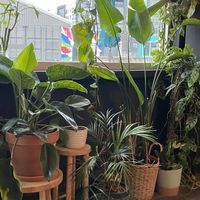 Pretty plants🧚🏻‍♀️  at Avo in Nashville