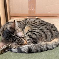 sleepy vat at Katzentempel Hamburg Hafencity in Hamburg