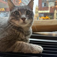 cat at Katzentempel Hamburg Hafencity in Hamburg