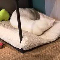 Frollo the skeptic at Katzentempel Hamburg Hafencity in Hamburg