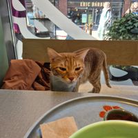  at Katzentempel Hamburg Hafencity in Hamburg