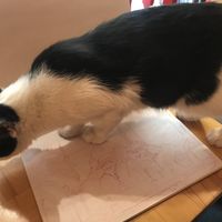 A meal, plus an art critique? Yes please!  at Vegan Community Kitchen in Istanbul