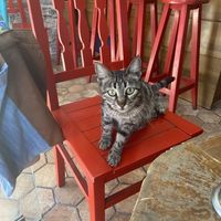 The stray cats are adorable 🥰   at Vegan Community Kitchen in Istanbul