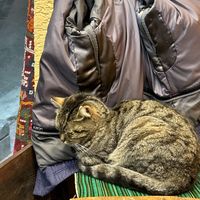 My table companionn #Veganuary at Vegan Community Kitchen in Istanbul