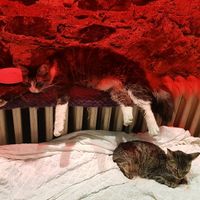 cats are guarding the place;) at Vegan Community Kitchen in Istanbul