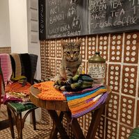 Cat and scarves at Vegan Community Kitchen in Istanbul
