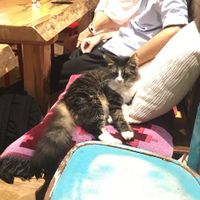 Friendly Cat! at Vegan Community Kitchen in Istanbul