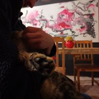 Schmusen mit der Katze at Vegan Community Kitchen in Istanbul