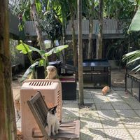 Outside area  at Jack's Cat Cafe in Da Nang