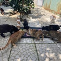 Feeding time  at Jack's Cat Cafe in Da Nang