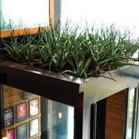 Aloe Vera growing above the entrance door at Tribe Organic at Tribe Organic - China View Plaza in Beijing