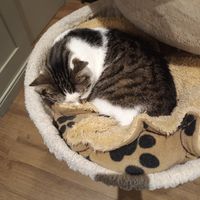 Cat at Whiskers & Cream Cat Cafe London in London