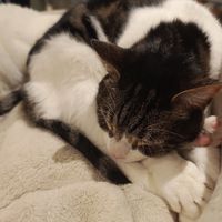 Cat at Whiskers & Cream Cat Cafe London in London