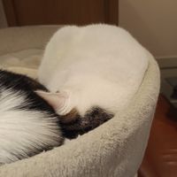 Cat at Whiskers & Cream Cat Cafe London in London