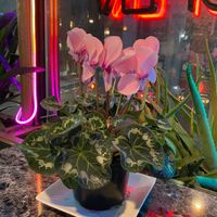  at My Thai Vegan Cafe in Boston