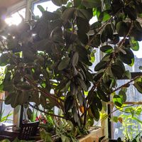 So many beautiful and well cared for plants inside at My Thai Vegan Cafe in Boston