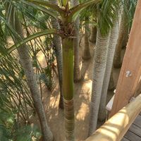 View  at The Tree Top Kafe in Auroville