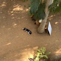 View 🐕   at The Tree Top Kafe in Auroville