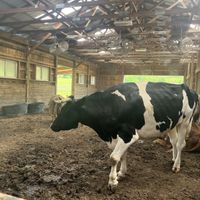 Lounging in the custom spray fans!   at Indraloka Animal Sanctuary in Dalton