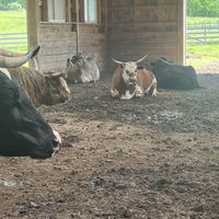   at Indraloka Animal Sanctuary in Dalton