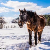 Quicker at Indraloka Animal Sanctuary in Dalton