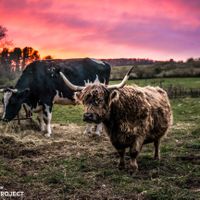 Snuffleupagus at Indraloka Animal Sanctuary in Dalton
