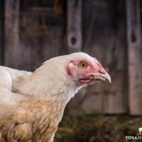 Kivi at Indraloka Animal Sanctuary in Dalton
