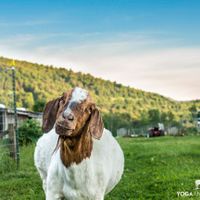 Vanna at Indraloka Animal Sanctuary in Dalton