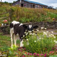 Rupert at Indraloka Animal Sanctuary in Dalton