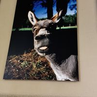Hilarious pic above our table    at La Colubrina in Milan