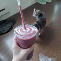 An enormous 32 ounce triple berry smoothie! (My cat Olive didn't have any) at Surf City Squeeze in Philadelphia