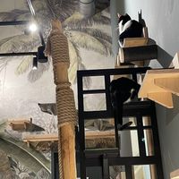 Cats waiting to be fed before closing time  at Katzentempel München Freiham in Munich