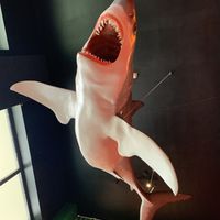 Ceiling shark  at Token in Dublin