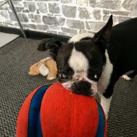 the house guardian dog  at BommelZ in Greifswald