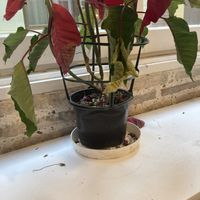 Dirty. Over a month since Christmas .  at Restaurante Oslo in Valencia