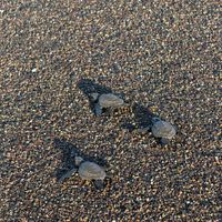 Baby sea turtles headed to the ocean in Costa Rica at Unruly Travel Group Trips - Berlin in Berlin