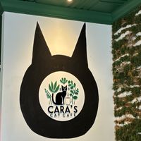 Place  at Cara's Cat Cafe in Destin